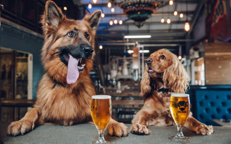 Craft Brewer Offers Puppy Leave
