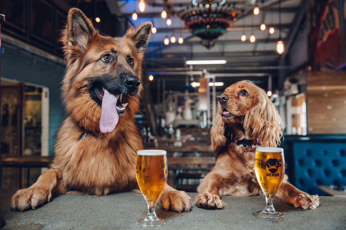 Craft Brewer offers Puppy Leave